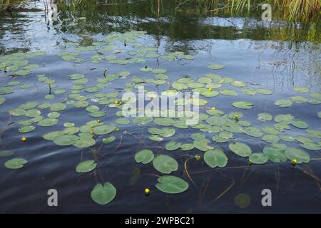 Kleine Kapsel Nuphar pumila ist eine mehrjährige krautige Pflanzenart der Gattung Nuphar der Nymphaeaceae. Rhizomatöse Wasserpflanzen. Familie Stockfoto