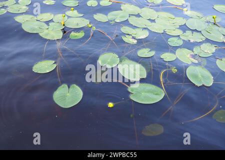 Kleine Kapsel Nuphar pumila ist eine mehrjährige krautige Pflanzenart der Gattung Nuphar der Nymphaeaceae. Rhizomatöse Wasserpflanzen. Familie Stockfoto
