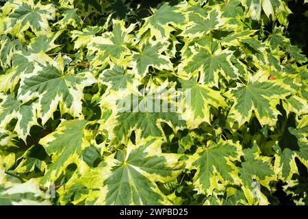 Acer platanoides ist eine Holzpflanze, eine Art der Ahorngattung Acer aus der Familie der Sapindaceae, die zuvor der Familie der Maple zugeordnet wurde Stockfoto