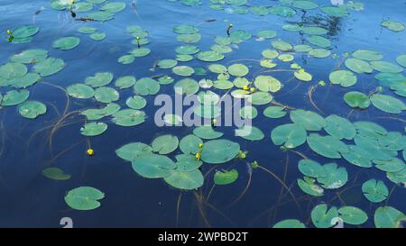 Kleine Kapsel Nuphar pumila ist eine mehrjährige krautige Pflanzenart der Gattung Nuphar der Nymphaeaceae. Rhizomatöse Wasserpflanzen. Familie Stockfoto