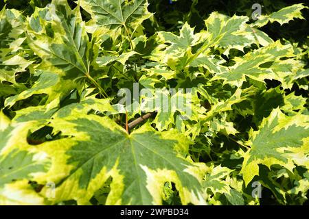 Acer platanoides ist eine Holzpflanze, eine Art der Ahorngattung Acer aus der Familie der Sapindaceae, die zuvor der Familie der Maple zugeordnet wurde Stockfoto