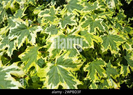 Acer platanoides ist eine Holzpflanze, eine Art der Ahorngattung Acer aus der Familie der Sapindaceae, die zuvor der Familie der Maple zugeordnet wurde Stockfoto