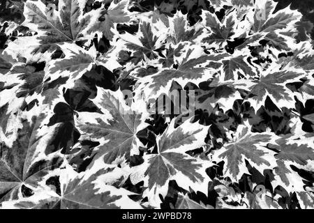 Acer platanoides ist eine Holzpflanze, eine Art der Ahorngattung Acer aus der Familie der Sapindaceae, die zuvor der Familie der Maple zugeordnet wurde Stockfoto