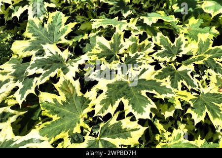 Acer platanoides ist eine Holzpflanze, eine Art der Ahorngattung Acer aus der Familie der Sapindaceae, die zuvor der Familie der Maple zugeordnet wurde Stockfoto