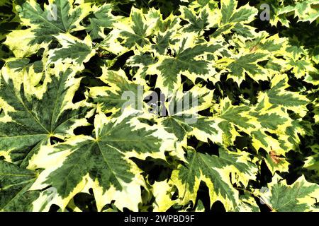 Acer platanoides ist eine Holzpflanze, eine Art der Ahorngattung Acer aus der Familie der Sapindaceae, die zuvor der Familie der Maple zugeordnet wurde Stockfoto