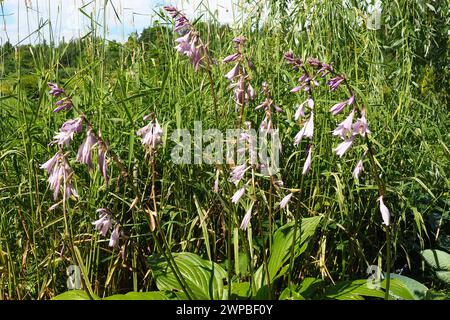 Hosta lancifolia, Schmalblättriger Hosta, Plantain Lilly oder Giboshi, ist in Nordostasien beheimatet. Hosta plantaginea, die duftende Bananenlilie oder Stockfoto