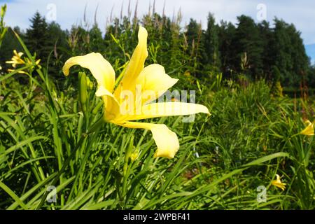 Taglily, oder wunderschön zitronengelb, ist eine wunderschön blühende, mehrjährige Kräuterpflanze. Lange, dünne grüne Blätter. Blühen als Hobby. Hemerocallis Stockfoto