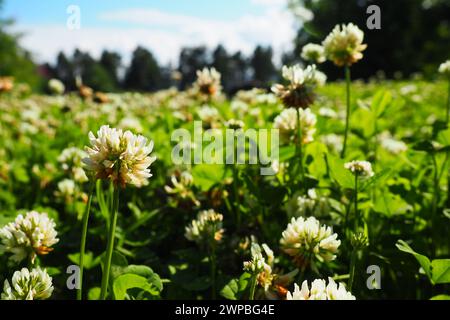 Trifolium repens, Weißklee, eine krautige mehrjährige Pflanze aus der Familie der Bohnen Fabaceae, bekannt als Leguminosae. Krautige, mehrjährige Pflanze. Es ist niedrig Stockfoto