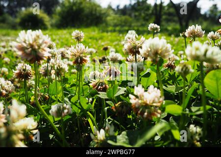 Trifolium repens, Weißklee, eine krautige mehrjährige Pflanze aus der Familie der Bohnen Fabaceae, bekannt als Leguminosae. Krautige, mehrjährige Pflanze. Es ist niedrig Stockfoto