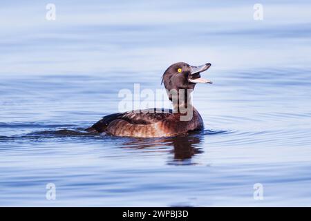 Getuftete Ente (Aythya fuligula), Weibchen füttert einen großen Ramshorn, Seitenansicht, Deutschland, Bayern Stockfoto