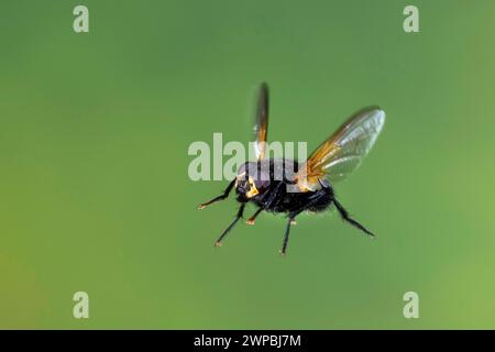 Mittagsfliege, Mittagsfliege, Mittagsfliege (Mesembrina meridiana, Musca meridiana, Mesembrina meridana), im Flug, Hochgeschwindigkeitsfotografie, Deutschland Stockfoto