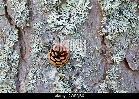 Schottenkiefer, Schottenkiefer (Pinus sylvestris var. Scotica), Kiefernzapfen auf Flechtenbaumrinde, Vereinigtes Königreich, Schottland, Highlands Stockfoto