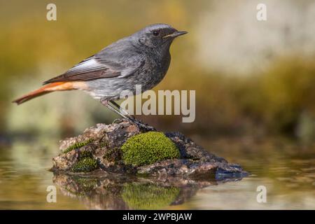 Schwarzer Redstart, schwarzer redtail, Tithys Redstart (Phoenicurus ochruros), thronend auf moosigem totem Holz am Ufer, Seitenansicht, Italien, Toskana Stockfoto