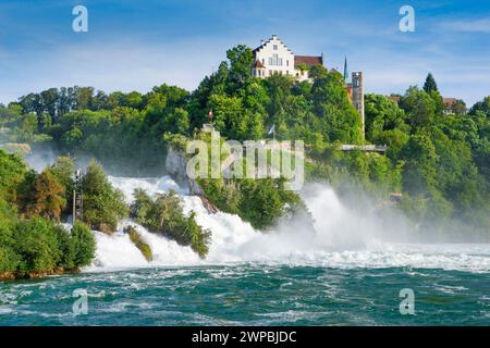 Holsteinkuh (Bos primigenius f. taurus), Rheinfall mit Schloss Laufen, Schweiz, Schaffhausen, Schaffhausen Stockfoto
