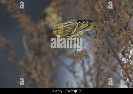 Europäisches Serin (Serinus serinus), Barsche essen in einem Sträucher, Seitenansicht, Italien, Toskana Stockfoto