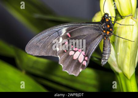 Rubinfleckiger Schwalbenschwanz, Rotfleckiger Schwalbenschwanz (Papilio anchisiades), Verteilung: Subtropisches Amerika Stockfoto