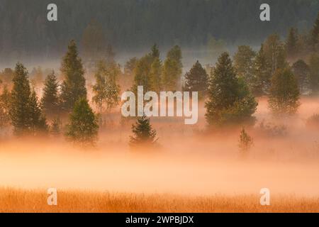 Nebel- und Waldschwaden am Rothenthurm-Hochmoor bei Sonnenaufgang, Schweiz, Schwyz Stockfoto