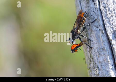 Robberfly (Choerades ignoa), Weibchen mit gefangenem Marienkäfer, Deutschland Stockfoto