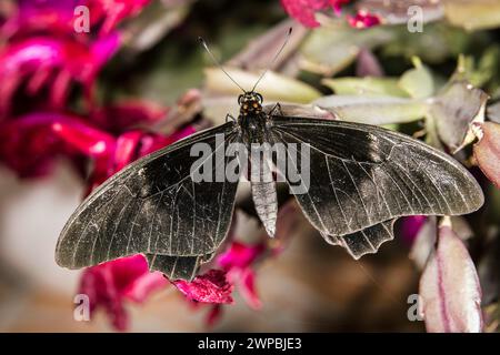 Rubinfleckiger Schwalbenschwanz, Rotfleckiger Schwalbenschwanz (Papilio anchisiades), Verteilung: Subtropisches Amerika Stockfoto