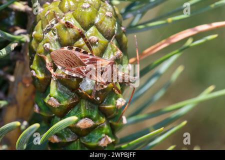 Westliche Nadelbaumkäfer (Leptoglossus occidentalis), sitzt auf einem Kiefernkegel, Deutschland Stockfoto