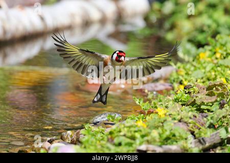 Eurasischer Goldfink (Carduelis carduelis), Land im Bach, Deutschland, Mecklenburg-Vorpommern Stockfoto