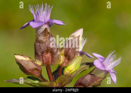 Feldenzian (Gentianella campestris, Gentiana campestris), Blooming, Deutschland, Bayern, Murnauer Moos Stockfoto