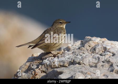 Felsengrube, europäische Felsenpipit, Eurasische Felsenpipit (Anthus Petrosus), auf einem Felsen thronend, Seitenansicht, Italien, Toskana, Bocca d Arno Stockfoto