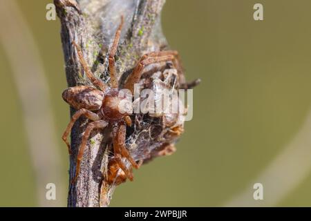 Philodromide Krabbenspinne, Wanderkrabbenspinne (Philodromus vgl. aureolus), Weibchen am Nest, Deutschland Stockfoto