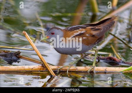 Kleiner Knabe (Porzana parva, Zapornia parva), Mann, der auf einem Pflanzenstamm im Wasser sitzt, Seitenansicht, Kuwait Stockfoto