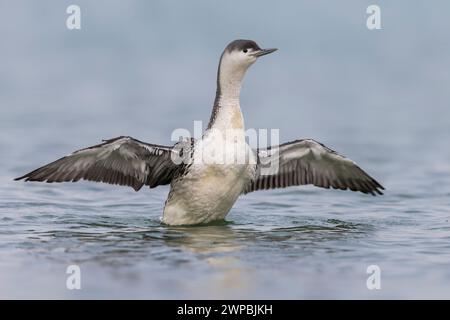 Rotkehlentaucher, Rotkehlentaucher (Gavia stellata), dehnt sich im Wasser aus, Italien, Toskana Stockfoto