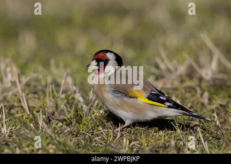 Eurasischer Goldfink, Europäischer Goldfink, Goldfink (Carduelis carduelis), weibliches Essen auf einer Wiese, Seitenansicht, Italien, Toskana Stockfoto