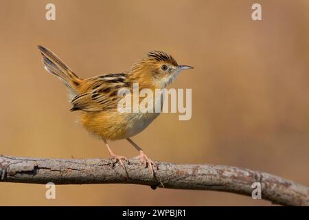 zitting cisticola, gesträhnter Fantail-Gratler (Cisticola juncidis), auf einem Zweig, Italien, Toskana, Peretola See, Florenz Stockfoto