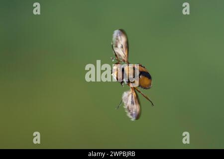 Parasitenfliege, Tachinidenfliege (Ectophasia crassipennis), männlich im Flug, Schenkelgeschwindigkeitsfotografie, Deutschland Stockfoto