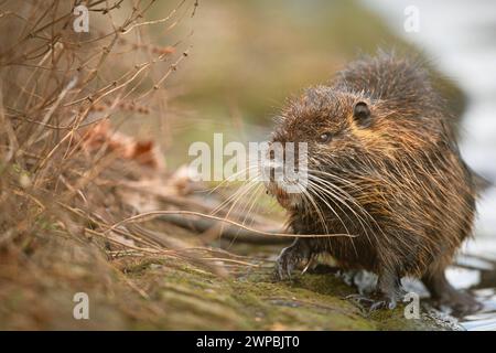 Coypu, Nutria (Myocastor coypus), am Seeufer, Deutschland, Nordrhein-Westfalen Stockfoto