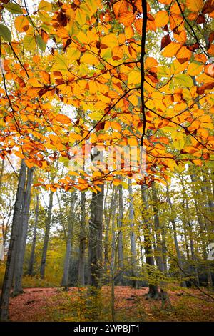 Buche (Fagus sylvatica), Buchenwald mit Ästen und Herbstblättern, Deutschland Stockfoto