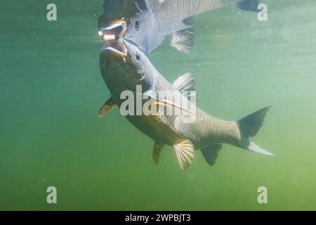 Graskarpfen (Ctenopharyngodon idella), wird am Badesteg gefüttert, Unterwasserfoto, Deutschland, Bayern Stockfoto