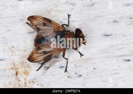 Parasitenfliege, Tachinidenfliege (Ectophasia crassipennis), männlich, Draufsicht, Deutschland Stockfoto