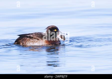 Getuftete Ente (Aythya fuligula), Weibchen füttert einen großen Ramshorn, Seitenansicht, Deutschland, Bayern Stockfoto