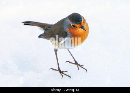 Europäischer robin (Erithacus rubecula), im Schnee thronend, Deutschland, Bayern Stockfoto