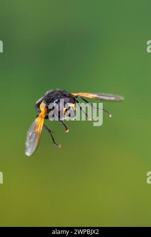 Mittagsfliege, Mittagsfliege, Mittagsfliege (Mesembrina meridiana, Musca meridiana, Mesembrina meridana), im Flug, Hochgeschwindigkeitsfotografie, Deutschland Stockfoto