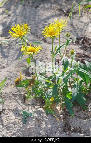 Britischer Gelbkopf, Weide Fleabane, britisches Elekampan (Inula britannica, Inula hispanica, Pentanema britannicum), Blooming, Ger Stockfoto