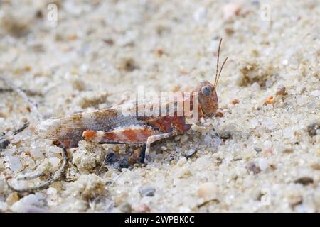 Blaugeflügelte Grasshopper, schlanke blaugeflügelte Grasshopper, blaugeflügelte Heuschrecke (Sphingonotus caerulans, Oedipoda coerulescens, Oedipoda caerulescens), s Stockfoto