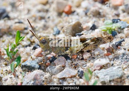 Blaugeflügelte Grasshopper, schlanke blaugeflügelte Grasshopper, blaugeflügelte Heuschrecke (Sphingonotus caerulans, Oedipoda coerulescens, Oedipoda caerulescens), s Stockfoto