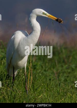 Großer Reiher, großer Weißreiher (Egretta alba, Casmerodius albus, Ardea alba), stehend auf Gras mit einer gefangenen Maus im Schnabel, Italien, Toskana, Pia Stockfoto