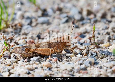 Blaugeflügelte Grasshopper, schlanke blaugeflügelte Grasshopper, blaugeflügelte Heuschrecke (Sphingonotus caerulans, Oedipoda coerulescens, Oedipoda caerulescens), s Stockfoto