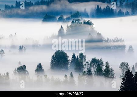 Nebel- und Waldschwaden am Rothenthurm, Schweiz, Schwyz Stockfoto