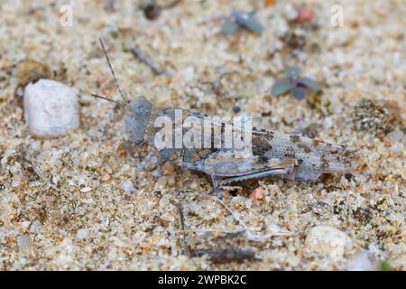 Blaugeflügelte Grasshopper, schlanke blaugeflügelte Grasshopper, blaugeflügelte Heuschrecke (Sphingonotus caerulans, Oedipoda coerulescens, Oedipoda caerulescens), s Stockfoto