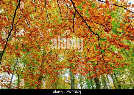 Buche (Fagus sylvatica), Buchenwald mit Ästen und Herbstblättern, Deutschland Stockfoto