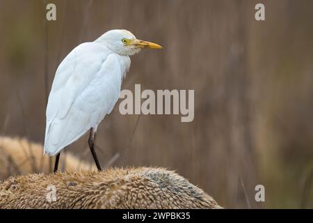 Rinderreiher, Buffreiher, westlicher Rinderreiher (Ardeola ibis, Bubulcus ibis), auf dem Rücken eines Tieres stehend, Italien, Toskana, Piana fiorenti Stockfoto