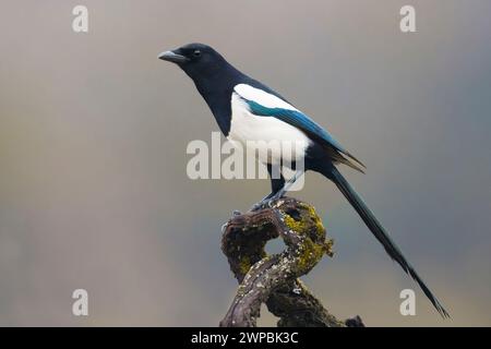 Schwarzschnabelelelster, eurasische Elster, gemeine Elster (Pica pica), auf einem knorrigen Zweig stehend, Seitenansicht, Italien, Toskana Stockfoto